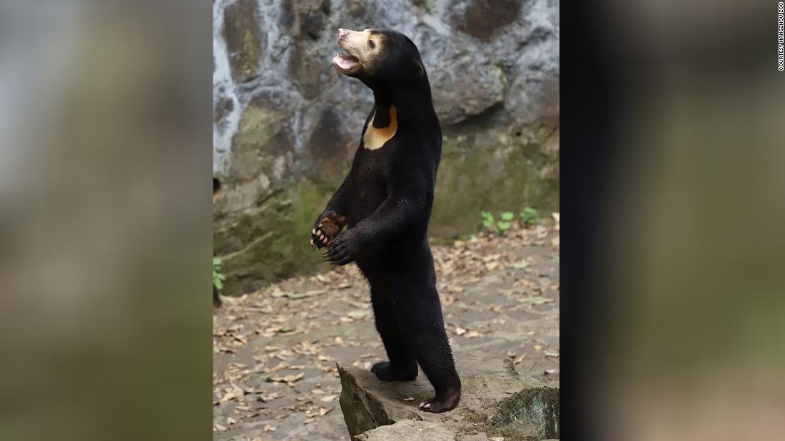 人間のようなマレーグマが話題に 中国動物園 - CNN.co.jp