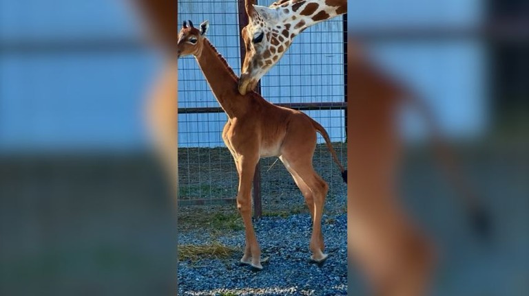 米テネシー州の動物園に模様のないキリンの赤ちゃんが誕生した/Courtesy Brights Zoo