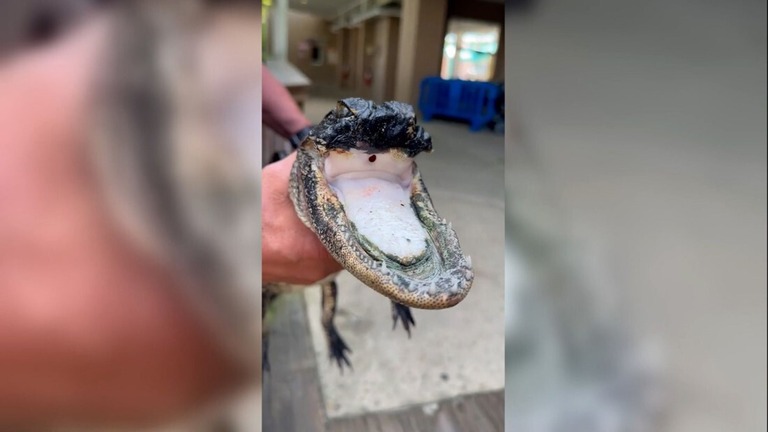 専門家によれば、このワニが野生で生き延びられる見込みはほぼない/From Gatorland