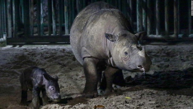 母親の隣を歩くスマトラサイの赤ちゃん＝９月３０日、インドネシア・スマトラ島南部ランプン州の国立公園 - CNN.co.jp