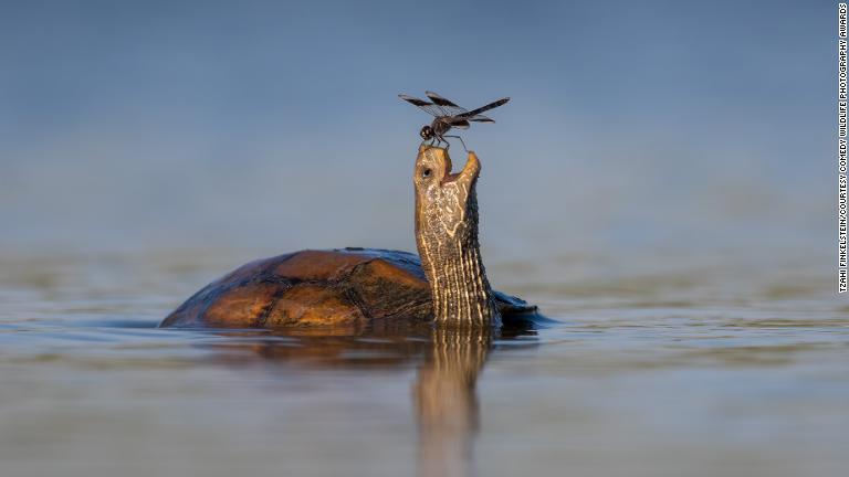 鼻先に飛んできたトンボと戯れているように見えるクビカシゲガメ＝イスラエル北部/Tzahi Finkelstein/Courtesy Comedy Wildlife Photography Awards