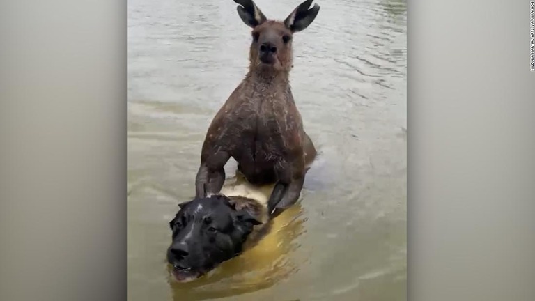 筋骨隆々のカンガルーがモロニーさんの愛犬を押さえつける様子/Mildura Martial Arts via ViralHog