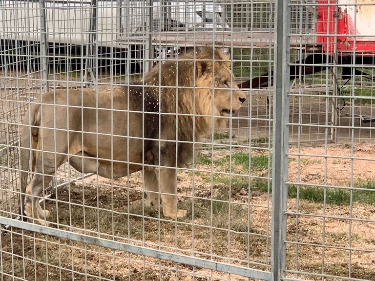 脱走後、捕獲されたサーカスのライオン/Sonia Logre/AFP/Getty Images