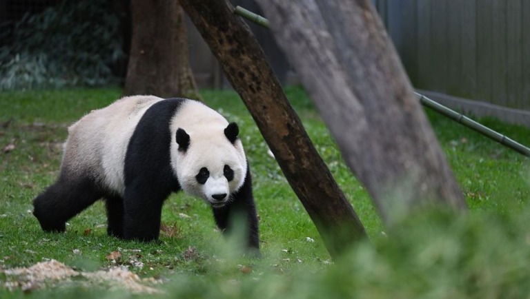 米首都のスミソニアン動物園で飼育されていたシャオチージー（小奇跡）＝１０月２２日/Matt McClain/The Washington Post/Getty Images