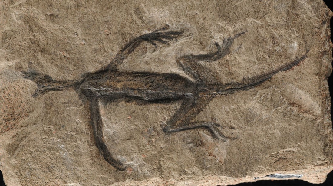 ２億８０００万年前の爬虫類の化石」、実は作り物だった - CNN.co.jp