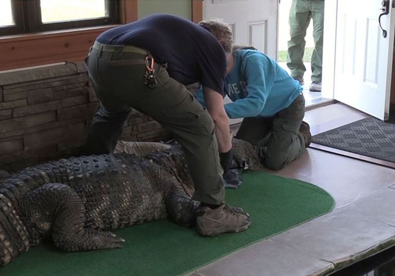 米ニューヨーク州の住宅で、ペットとして飼育していたワニが違法飼育と判断されて押収された/New York Department of Environmental Conservation