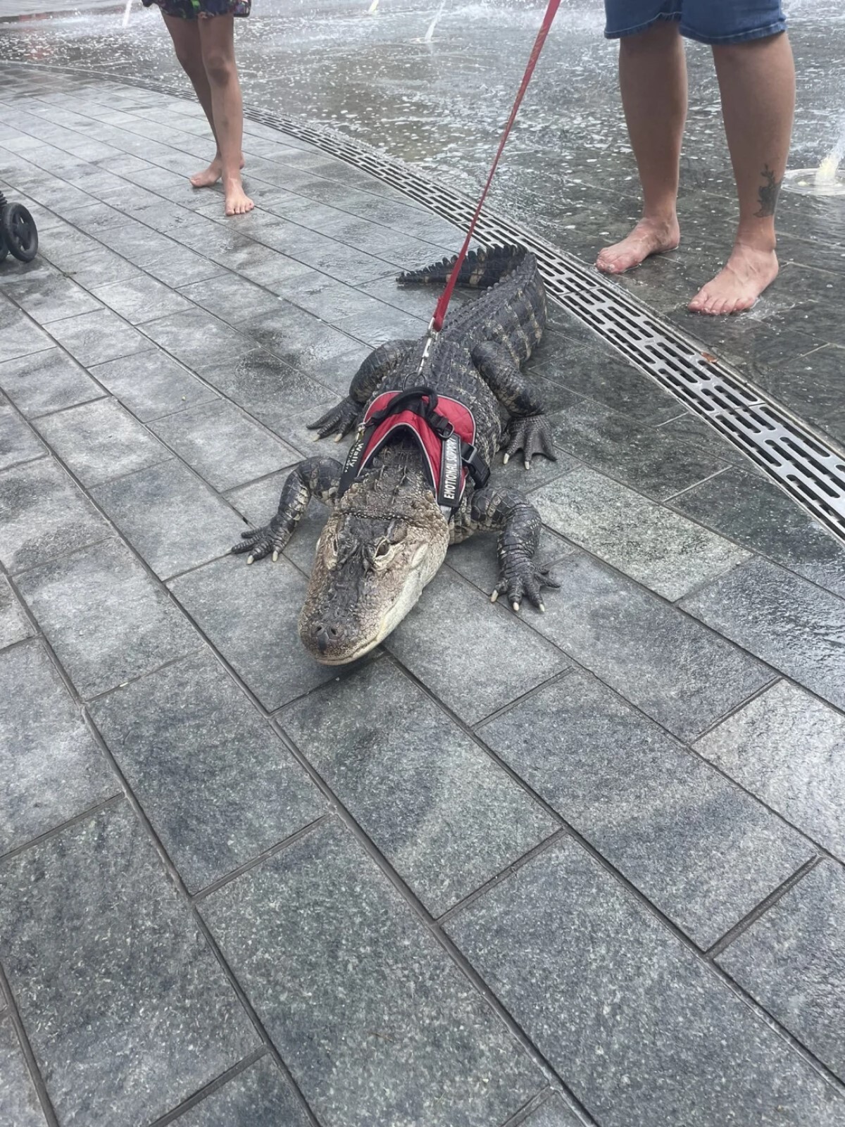 ウォーリーがフィラデルフィアの公園周辺をうろうろする様子/Halle Sivalingam