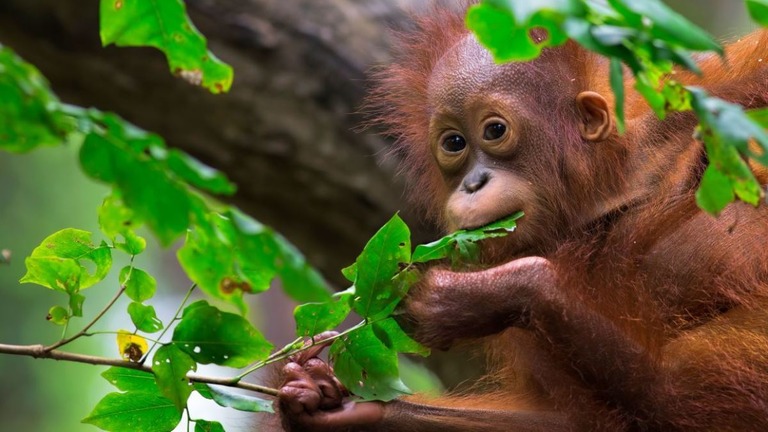 マレーシア・ボルネオ島のオランウータン/Kjorgen/iStockphoto/Getty Images