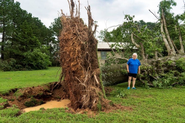 竜巻によって倒れた巨木＝２６日、米アーカンソー州ロジャーズ/Charlie Kaijo/The Northwest Arkansas Democrat-Gazette/AP