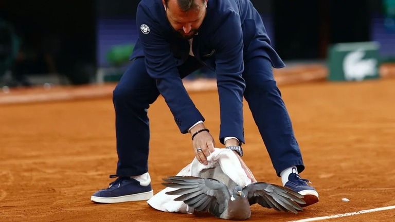テニスの全仏オープン男子シングルス３回戦で１羽のハトが赤土のクレーコートに着地した/Lisi Niesner/Reuters