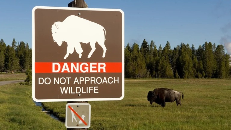 バイソンなどの野生動物に近づかないよう警告するイエローストーン国立公園の看板/Robert Landau/Corbis Documentary RF/Getty Images