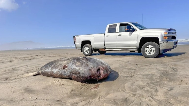 米オレゴン州の砂浜で発見されたカクレマンボウ/Tiffany Boothe/Seaside Aquarium