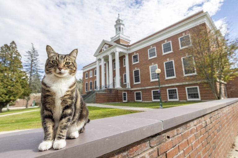 米バーモント州立大学で愛される猫のマックス/Rob Franklin/Vermont State University