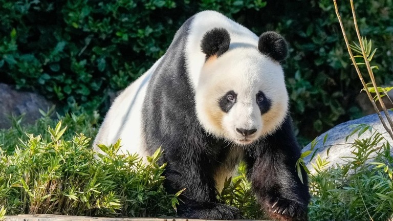 アデレード動物園のパンダ「ワンワン」＝１６日/Asanka Ratnayake/Pool/Reuters