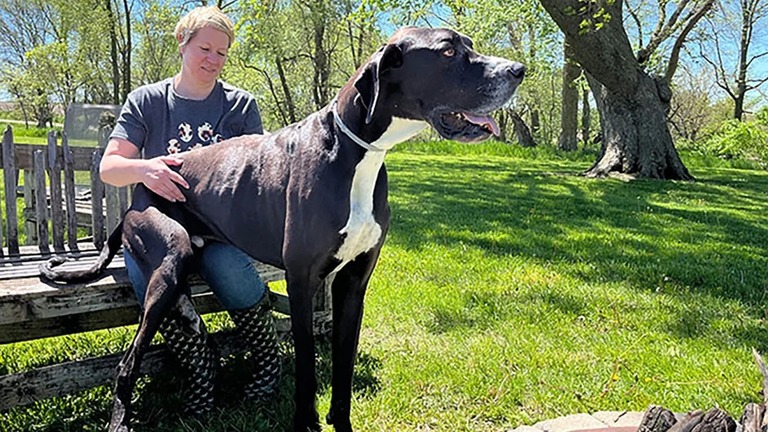 ギネス・ワールド・レコーズが世界一背の高いオス犬の「ケビン」が死んだと発表/from Guinness World Records