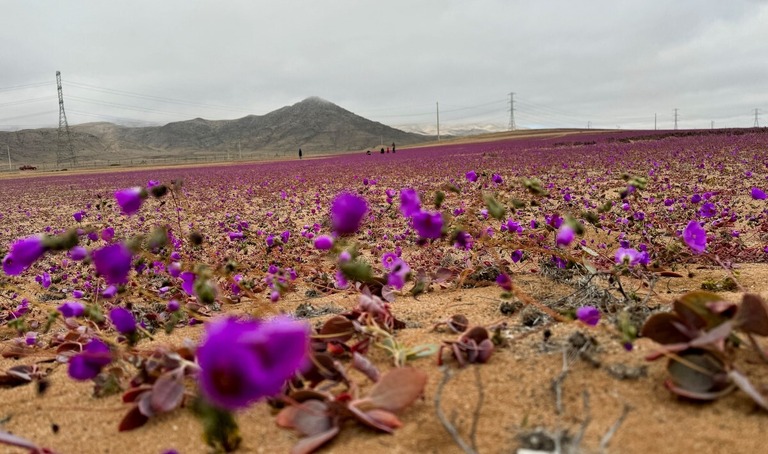 花の咲くアタカマ砂漠＝６日、チリ北部コピアポ近郊/Rodrigo Gutierrez/Reuters