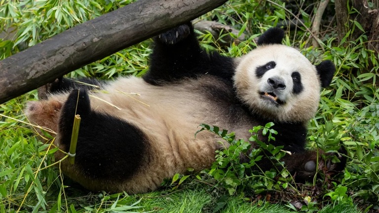 まもなく４歳になる雌のシンバオ/San Diego Zoo Wildlife Alliance