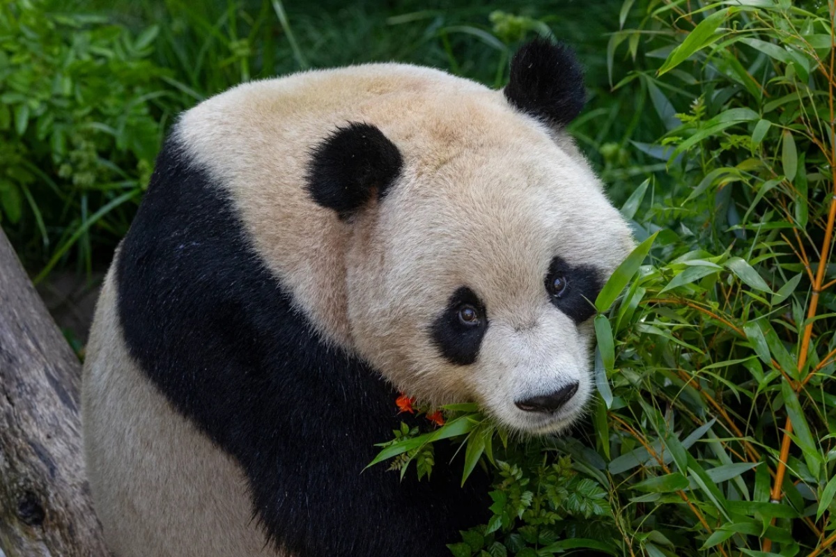 もうすぐ５歳になる雄のユンチュアン/San Diego Zoo Wildlife Alliance