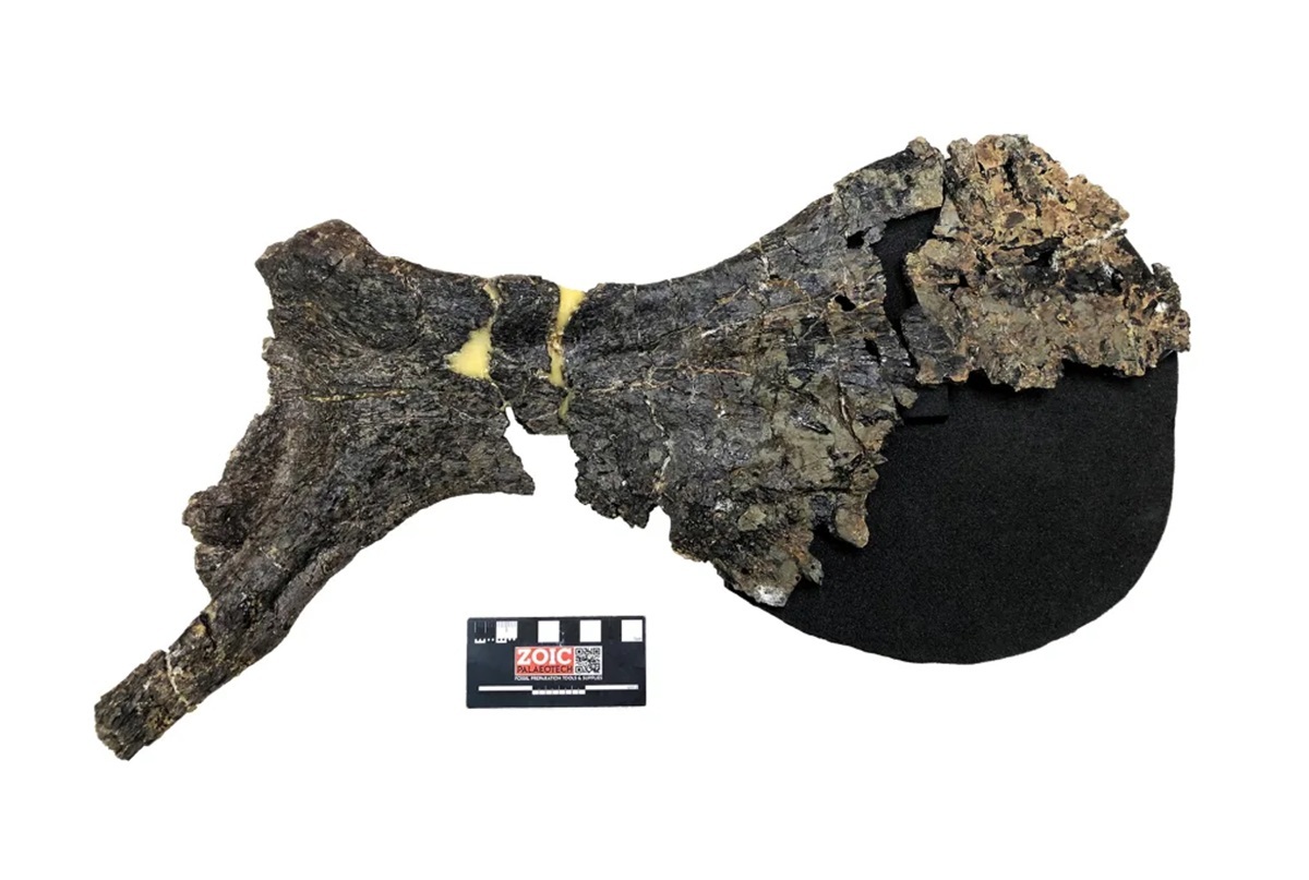 大きな骨盤などの特徴からこの恐竜が新種と判断された/University of Portsmouth