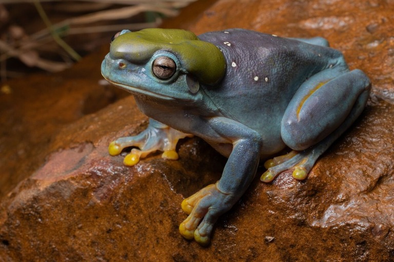 体色が青く変わったアマガエルが発見された/Australian Wildlife Conservancy