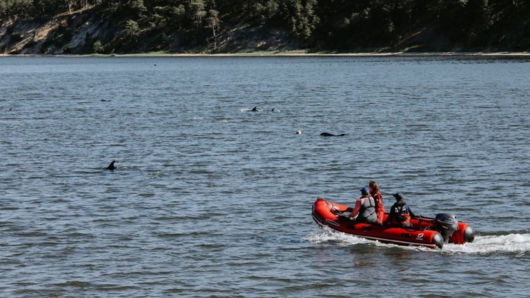 米マサチューセッツ州の海岸に先月打ち上げられたイルカについて、米国で確認された哺乳類の集団座礁としては史上最も多かったことがわかった/Courtesy International Fund for Animal Welfare