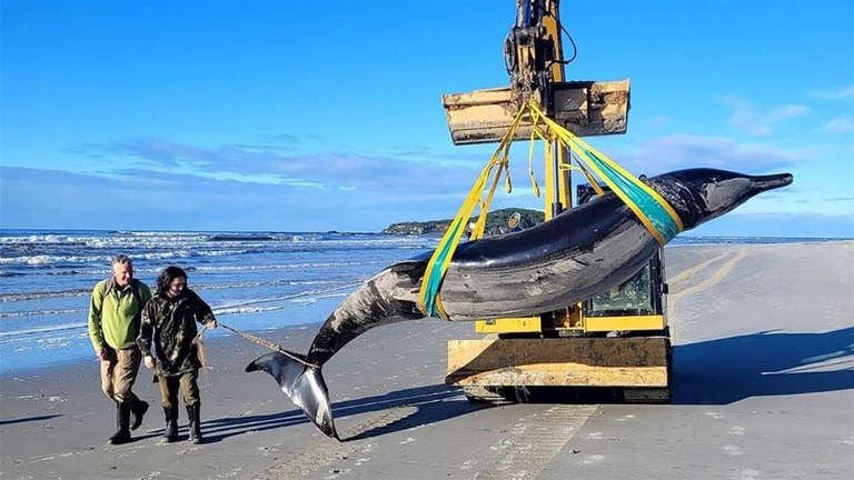 バハモンドオウギハクジラクジラとみられる死骸/New Zealand's Department of Conservation