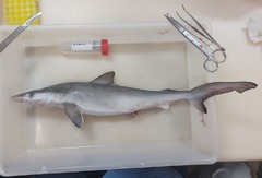 沖合に生息するサメからコカイン、野生の個体で初めて検出　ブラジル