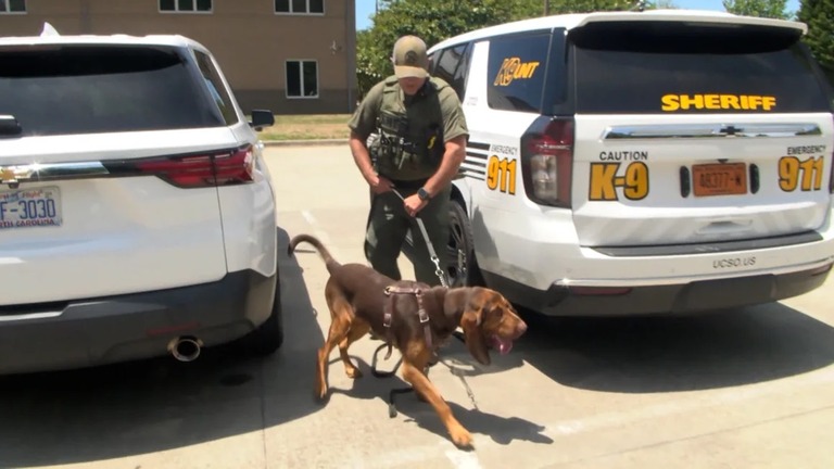 警察犬が米ノースカロライナ州の路上で迷っていた自閉症の少年の自宅を突き止めた/WBTV