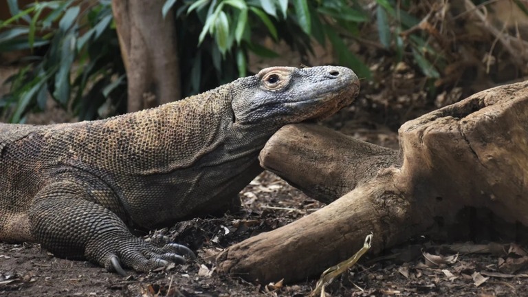 「コモドドラゴン」はインドネシアの固有種で世界最大級のトカゲだ/Charlotte Ellis/Zoological Society of London