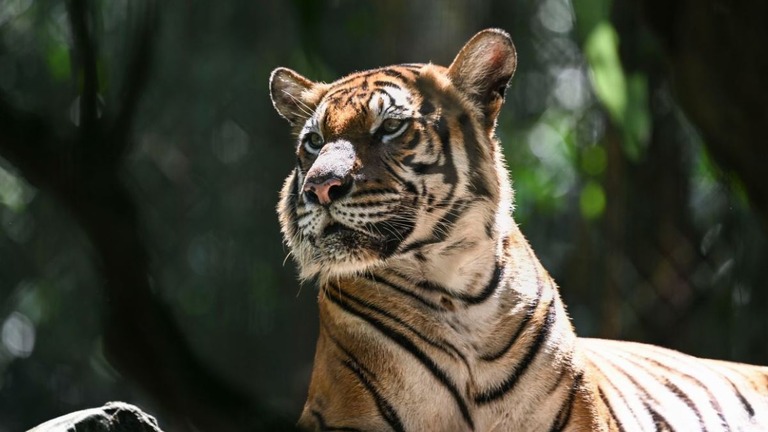 マレーシア首都クアラルンプール近郊の動物園で飼われているマレートラ/Xinhua/Sipa USA