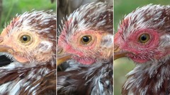 鶏は興奮（中央）や恐怖（右）を覚えたときに顔が赤くなるとの研究結果が発表された
