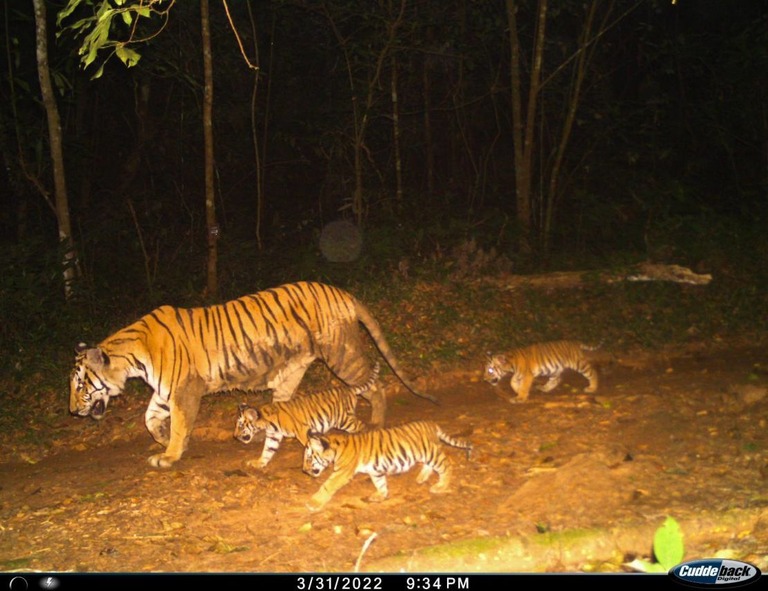 カメラが捉えたトラの親子/Thailand Department of National Parks, Wildlife and Plant Conservation/WCS Thailand