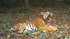 東南アジアから消えゆく野生のトラ、タイの保護活動に希望