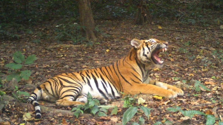 タイの森林地帯で、深刻な絶滅の危機に瀕しているトラの個体数が回復している/Thailand Department of National Parks, Wildlife and Plant Conservation/WCS Thailand