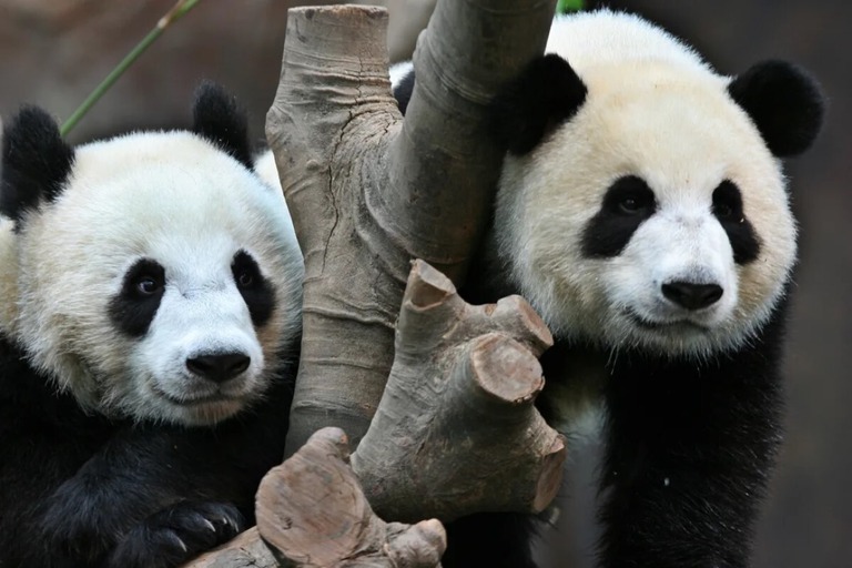 ジャイアントパンダの盈盈（右）とパートナーの樂樂/Robert Ng/South China Morning Post/Getty Images/File