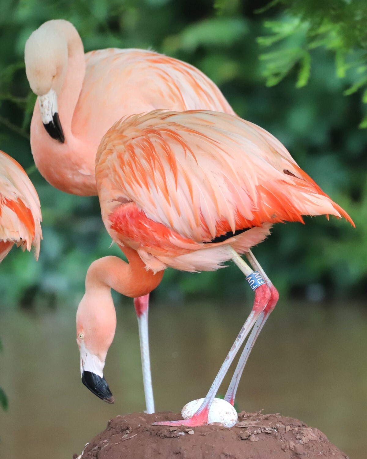 ペイントン動物園では過去にオス同士のペアは確認されていたが同性のペアが卵を孵化させたのは今回が初めてのケースとなった/Wild Planet Trust