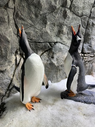 「スフェンジック」と呼ばれたカップルは多くの人に感動を与えた/SEA LIFE Sydney Aquarium