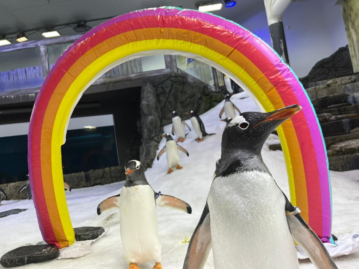 マジックはパートナーのスフェンが死んだことを知りすぐに歌い始めた /SEA LIFE Sydney Aquarium