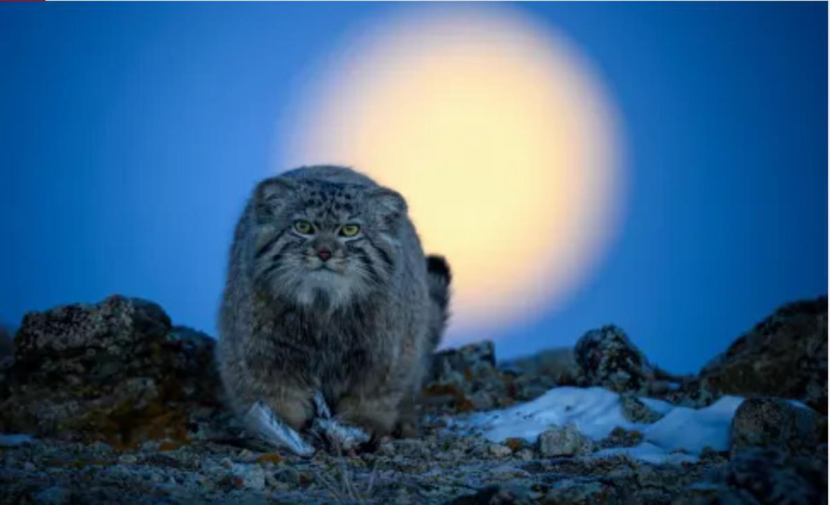 小さな鳥１羽を捕獲した内モンゴルのマヌルネコ/Xingchao Zhu/Wildlife Photographer of the Year