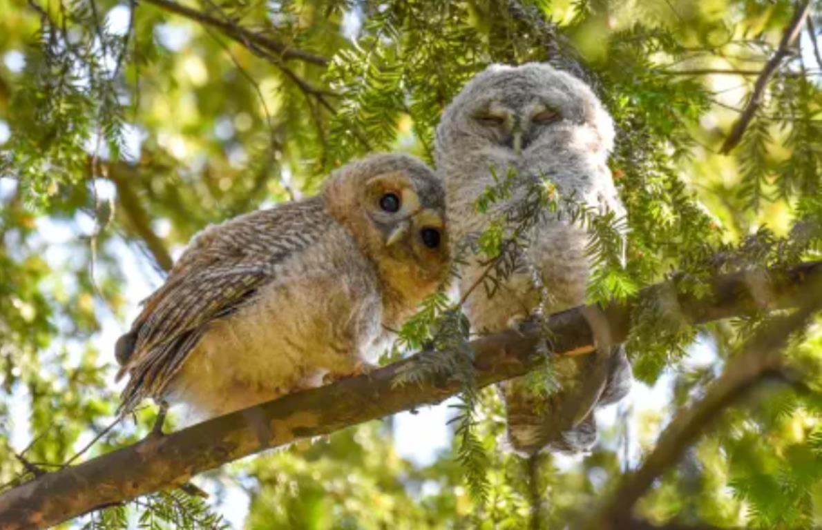 独ミュンヘンの公園で樹上から下を歩く人々を興味深げに眺めるフクロウ/Sasha Jumanca/Wildlife Photographer of the Year