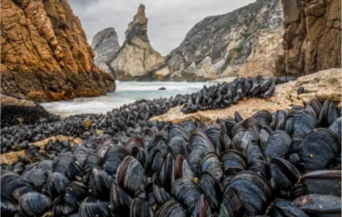 ポルトガルの海岸で波にさらわれないよう集団を形成するムール貝の群れ/Theo Bosboom/Wildlife Photographer of the Year