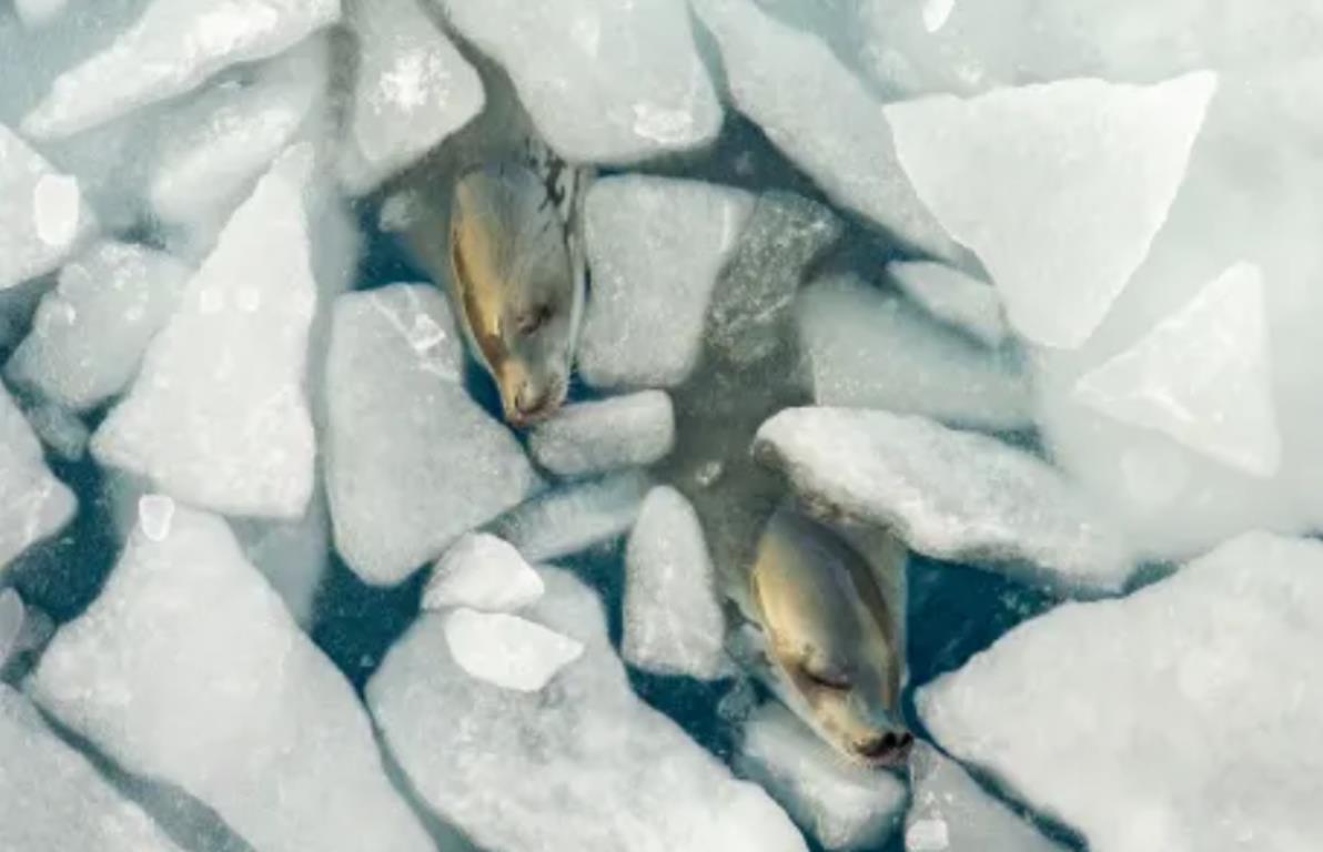 南極の海氷に紛れて昼寝をするカニクイアザラシ/Tamara Stubbs/Wildlife Photographer of the Year