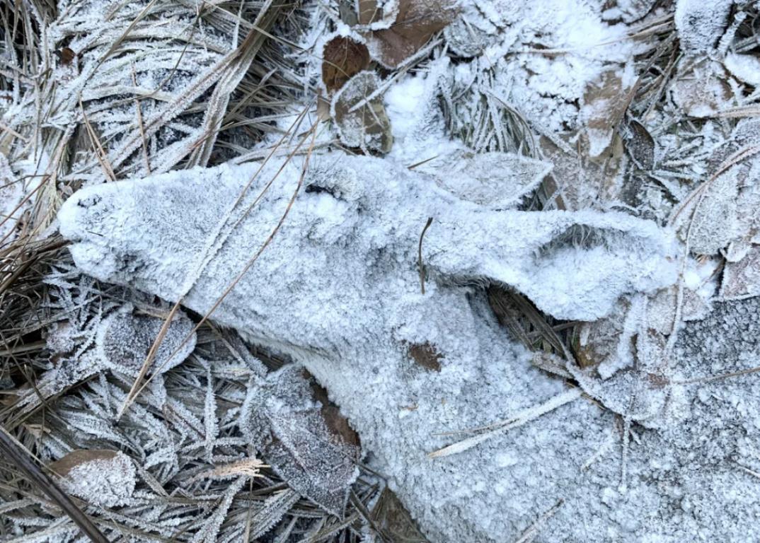 米加州スーザンビル近郊の森で息を引き取り、霜に覆われた鹿の亡きがら/Randy Robbins/Wildlife Photographer of the Year