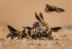 雌を奪い合って激しく格闘する雄蜂