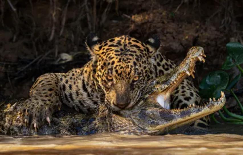 ブラジルの湿地帯でカイマンに噛みつくジャガー/Ian Ford/Wildlife Photographer of the Year