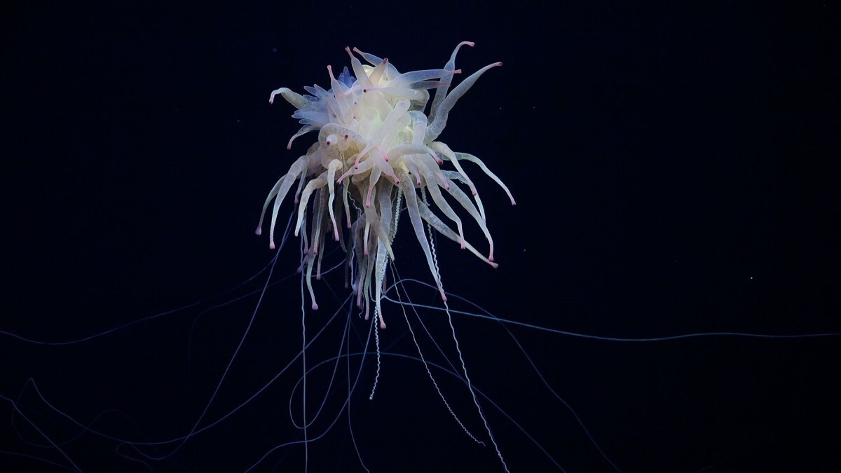 「空飛ぶスパゲティモンスター」/ROV SuBastian/Schmidt Ocean Institute