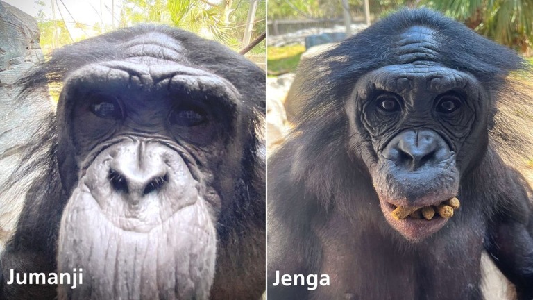 細菌性赤痢のために死んだボノボの兄弟「ジュマンジ」と「ジェンガ」/Jacksonville Zoo and Gardens/Facebook