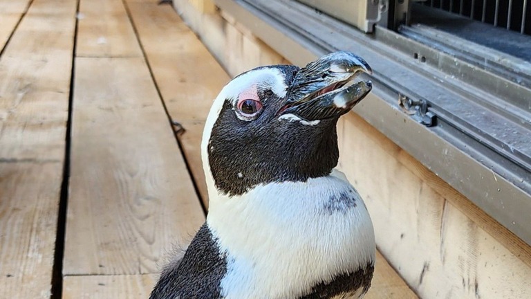 移動動物園で飼育されていたペンギンが脱走後２週間ぶりに発見された/Gekidan Penters