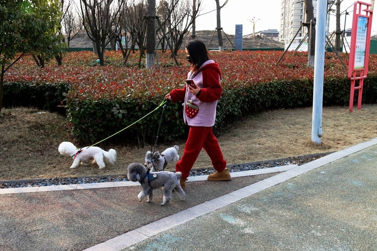 犬の散歩をする人＝３月６日、中国東部江蘇省淮安市/CFOTO/Future Publishing/Getty Images