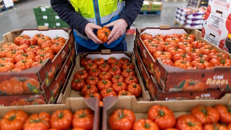 スペインから輸入されたトマトを調べる従業員＝２０２３年２月、英ノリッジ/Chris Ratcliffe/Bloomberg/Getty Images